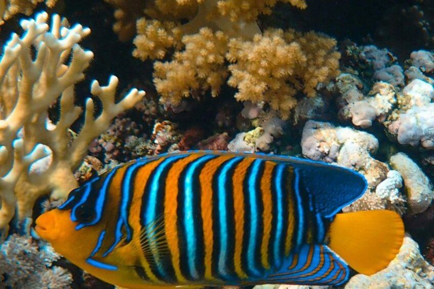 Scuba Diving , Snorkeling , and Swimming in Jeddah 4