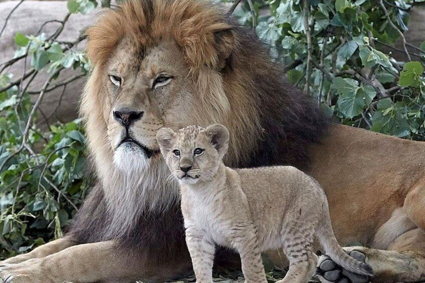A lion and a cub in a natural setting with greenery. 1