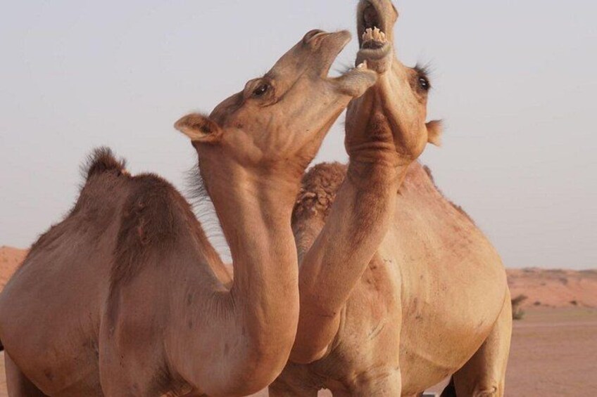 Wahiba Sands and Wadi Bani Khalid Private Full Day Tour 1