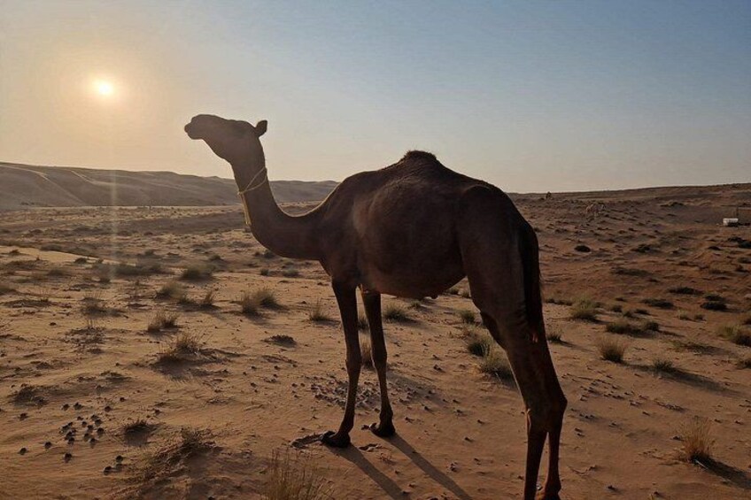 Wahiba Sands and Wadi Bani Khalid Private Full Day Tour 4