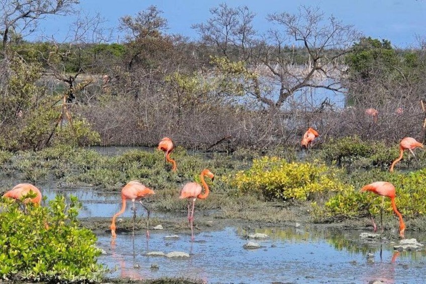 Guided Bonaire North and South Tour 4