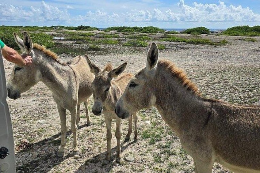 Guided Bonaire North and South Tour 3