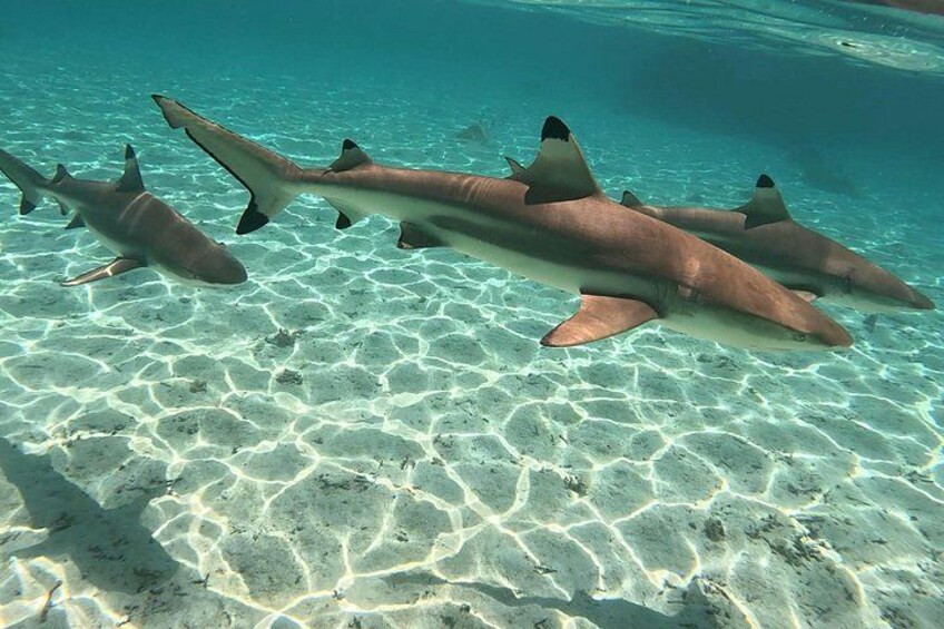 A group of sharks swimming near the ocean floor. 3