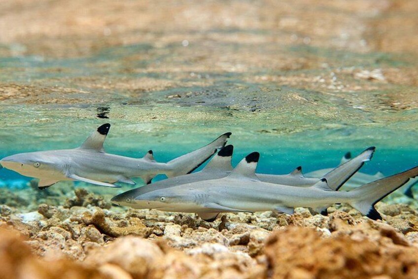 French Polynesia Snorkeling and 4X4 Adventure Tour with Buffet 4