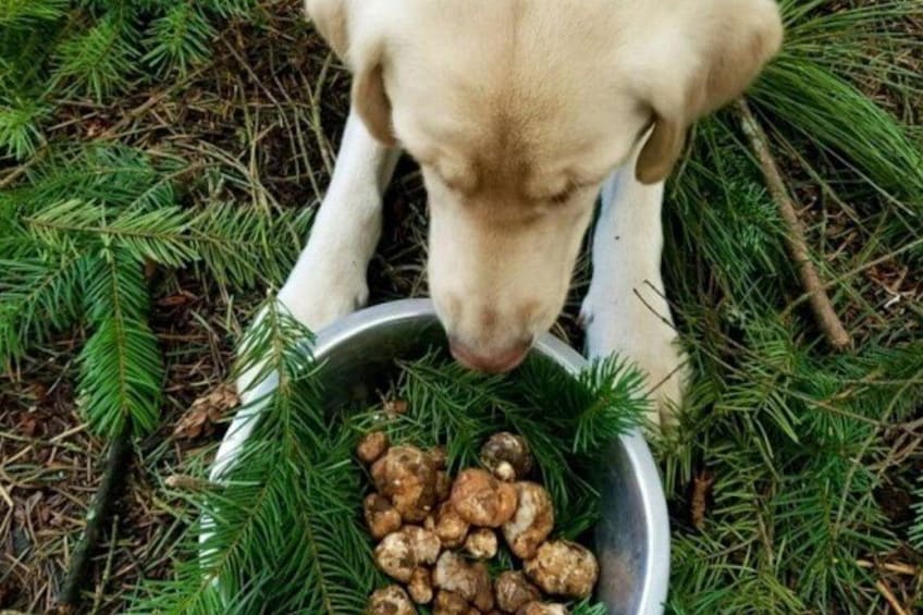 Ein Hund frisst aus einer Metallschüssel voller Futter, umgeben von Tannenzweigen. 2