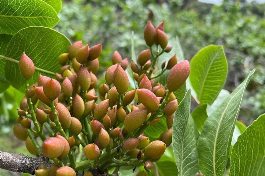 Un grupo de frutas rojas y verdes en un árbol de hojas grandes. 2
