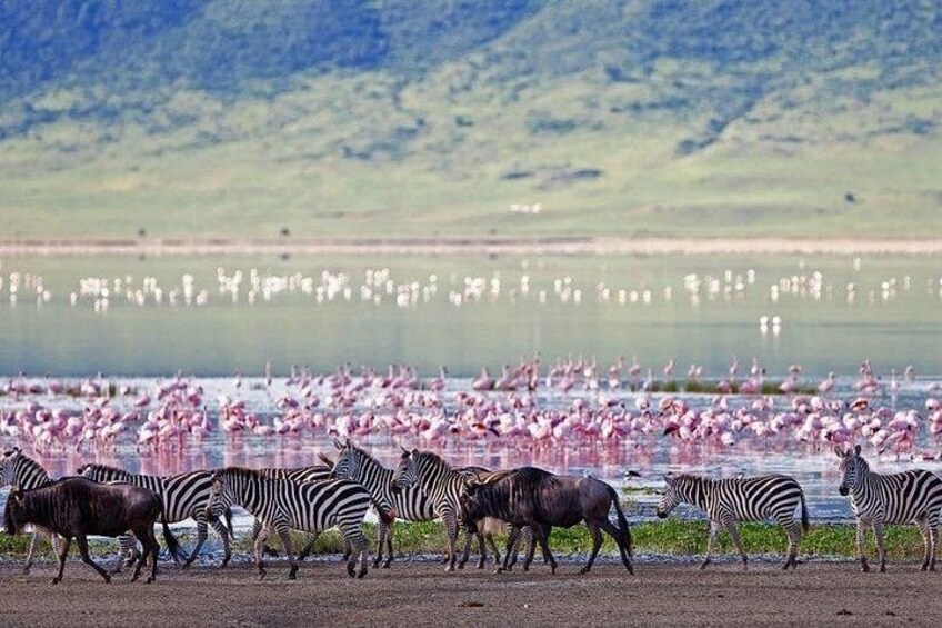 Lake Elementaita Guided Flamingoes Day Tour from Nairobi 2