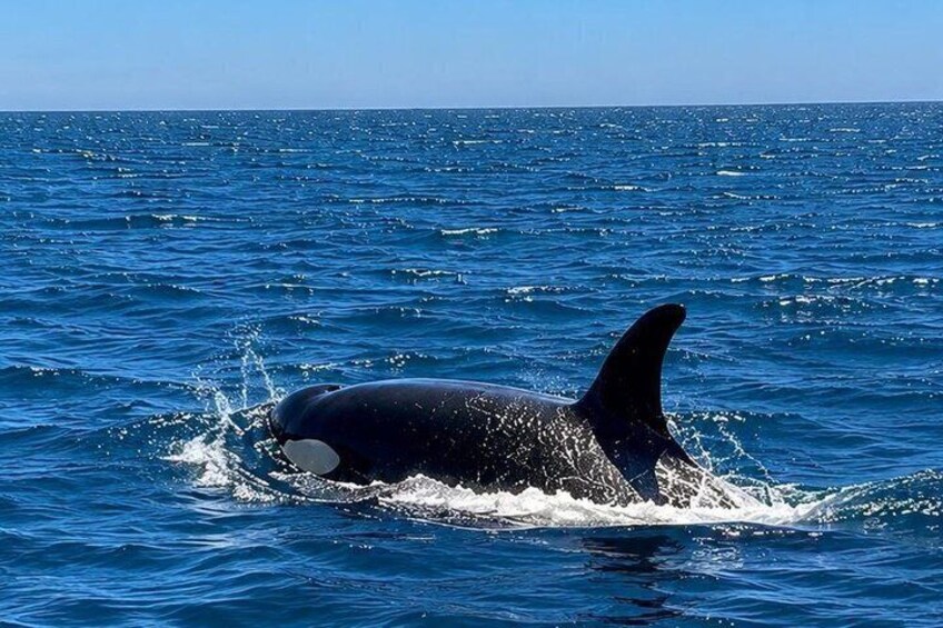 Sesimbra Observation of Dolphins with Biologist in Marine Park 2
