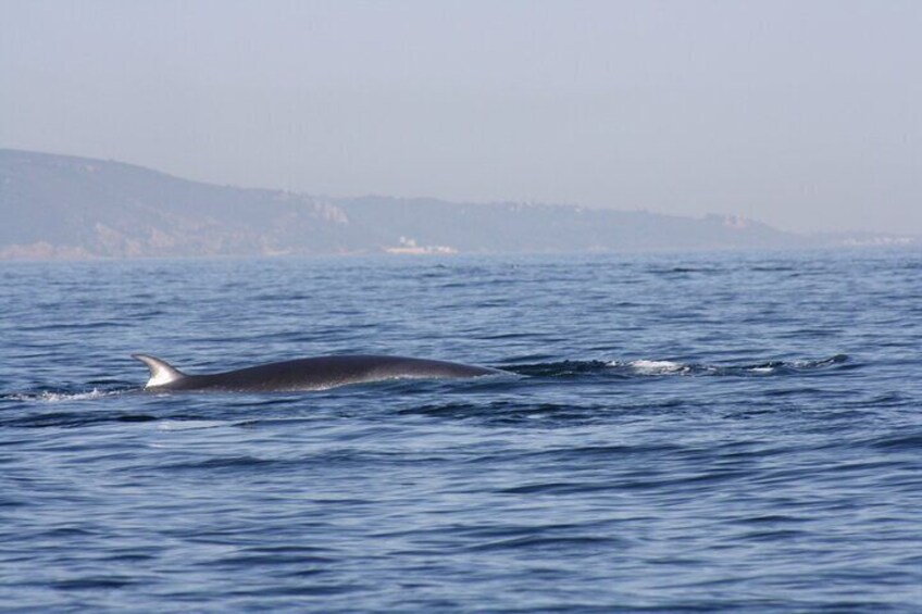 Sesimbra Observation of Dolphins with Biologist in Marine Park 2