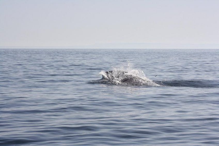 Sesimbra Observation of Dolphins with Local Marine Biologist 3