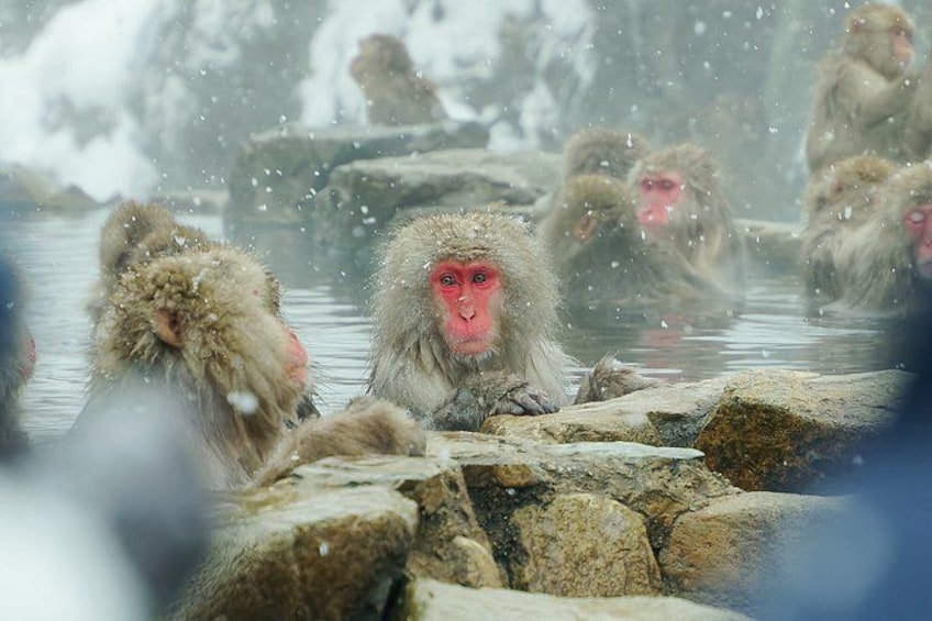 Snow-covered rocks with monkeys in a hot spring. 1