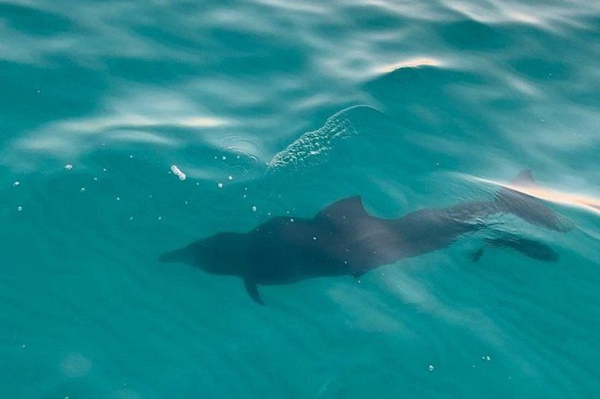 Dolphins swimming in the bay waters during a Sandestin sunset eco-dolphin cruise. 2