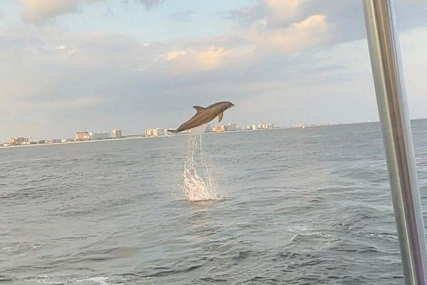 Dolphin siting in Sandestin aboard SOL y LUNA by SunVenture Cruises. 2