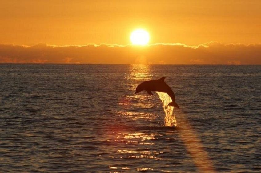 Sunset dolphin cruise departing from Sandestin. 2