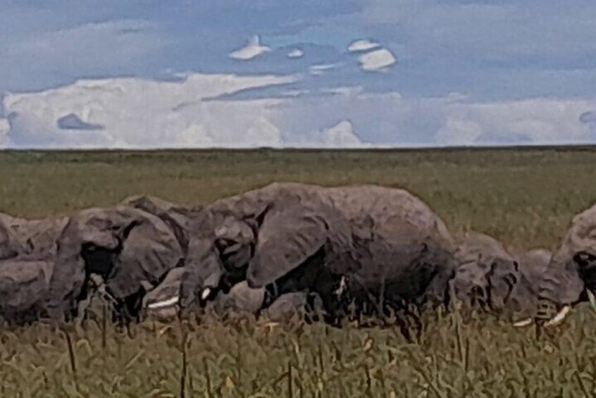 3 Days Amboseli Private Safari Tour 3