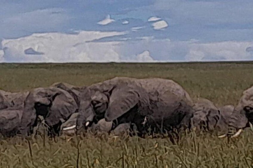 3 Days Amboseli Private Safari Tour 3