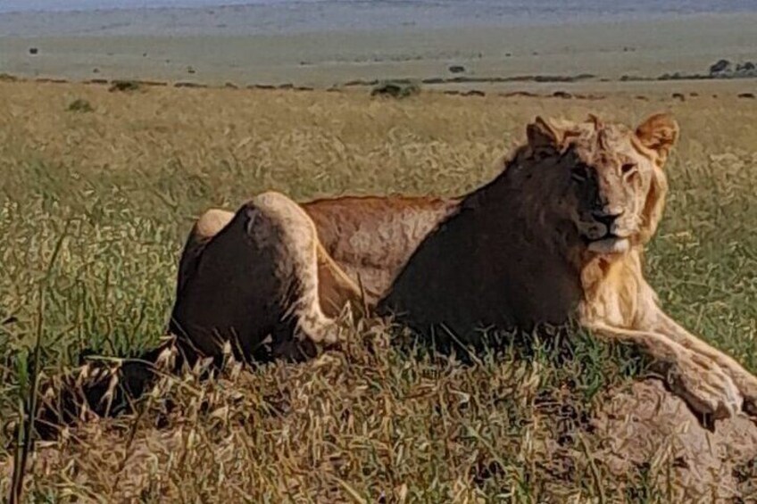 3 Days Amboseli Private Safari Tour 2