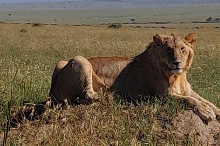 3 Days Amboseli Private Safari Tour 2