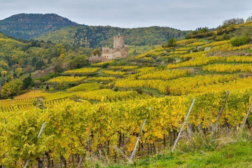 A vineyard with rows of grapevines and a castle in the background. 5