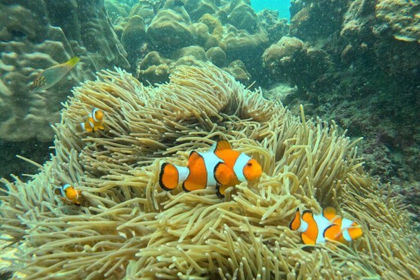 Clownfish among sea anemones in an underwater scene. 1