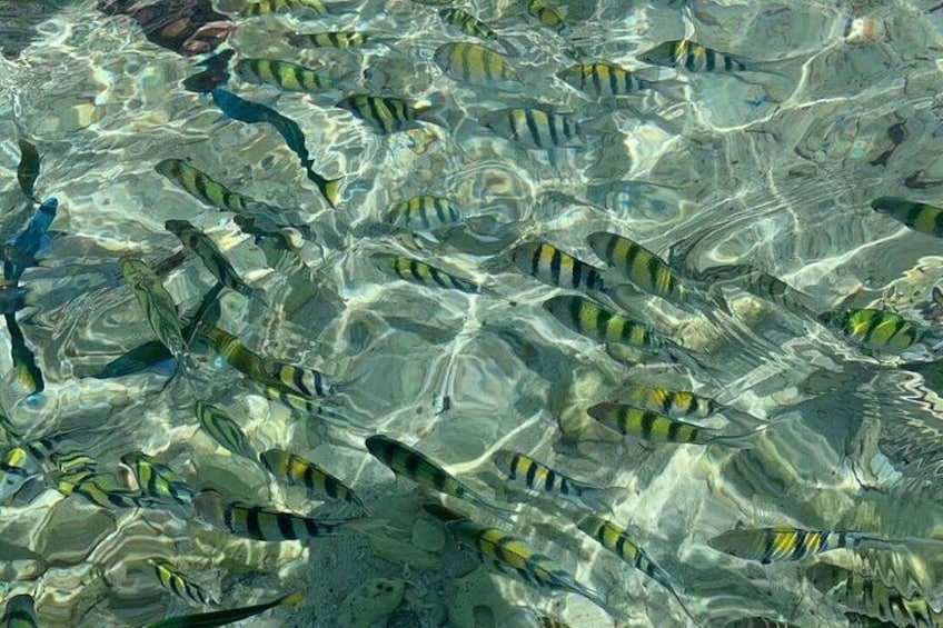 A school of striped fish swimming in clear water. 4