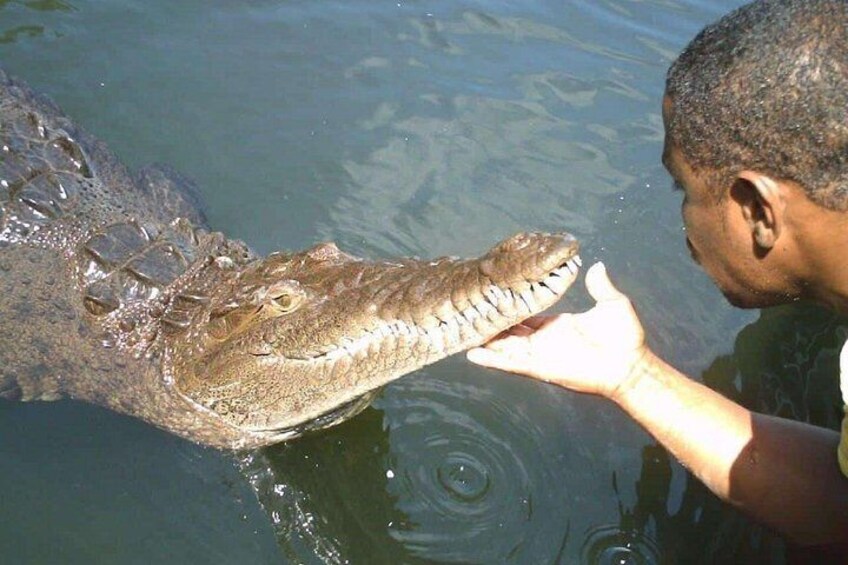 Una persona alimentando a un cocodrilo en el agua. 3
