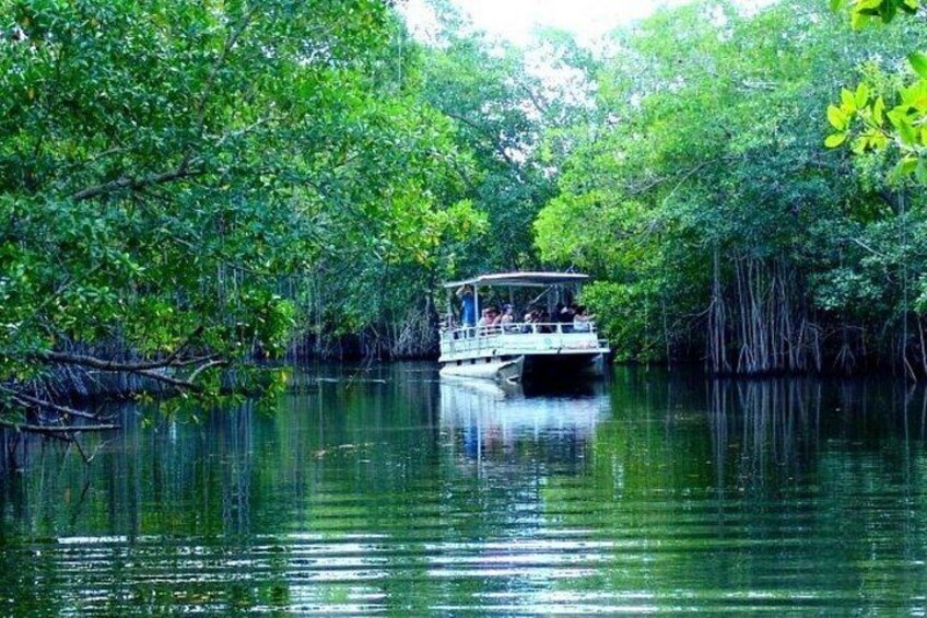 Un bote en un río tranquilo rodeado de densas manglares. 5