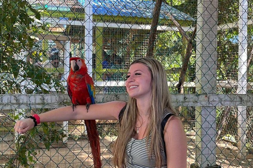 A person feeding a red parrot perched on a fence. 4