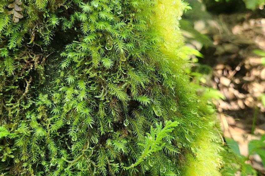 A close-up of green moss on a tree trunk. 5