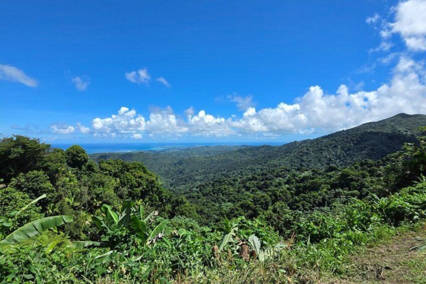 A lush green landscape with dense vegetation and a clear blue sky. 4