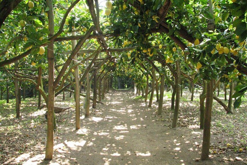 Sorrento Farm and Food Experience including Olive Oil, Limoncello, Wine tasting 2