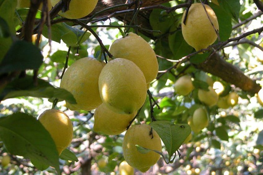 Des citrons sur un arbre aux feuilles vertes. 3