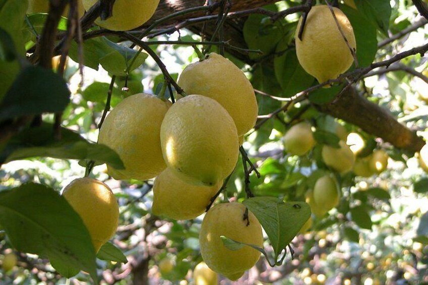 Sorrento Farm and Food Experience including Olive Oil, Limoncello, Wine tasting 2