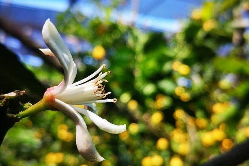 Sorrento Farm and Food Experience including Olive Oil, Limoncello, Wine tasting 2