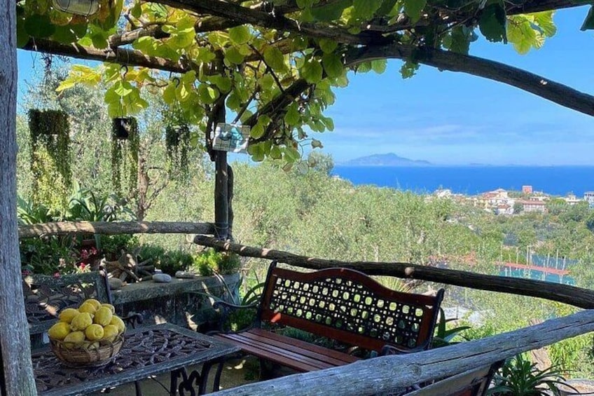 A wooden bench under a pergola with a view of the sea and a vineyard. 3