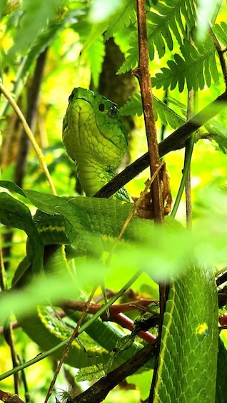 A green frog perched on a branch amidst lush green foliage. 4