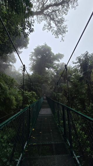 A suspension bridge surrounded by dense forest. 2
