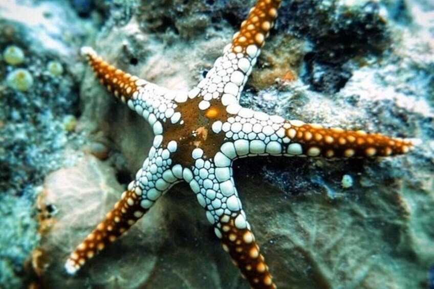 Zanzibar Half Day Trip in Mnemba Island 5