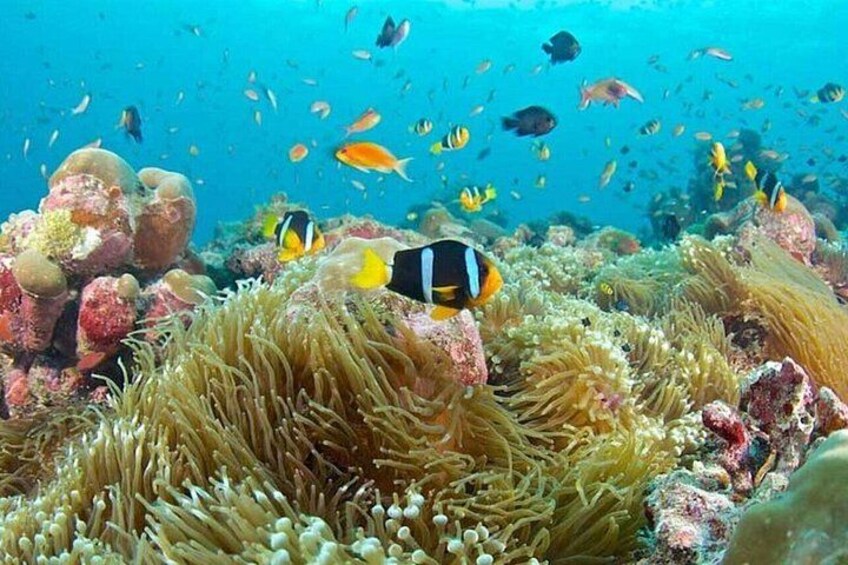 Zanzibar Half Day Trip in Mnemba Island 2