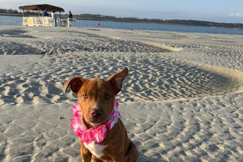 A dog on a sandy beach with footprints and a structure in the background. 3