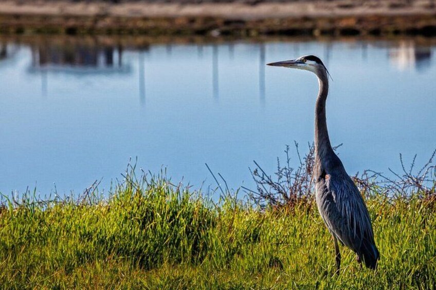 Wildlife at Bolsa Chica Wetlands 4