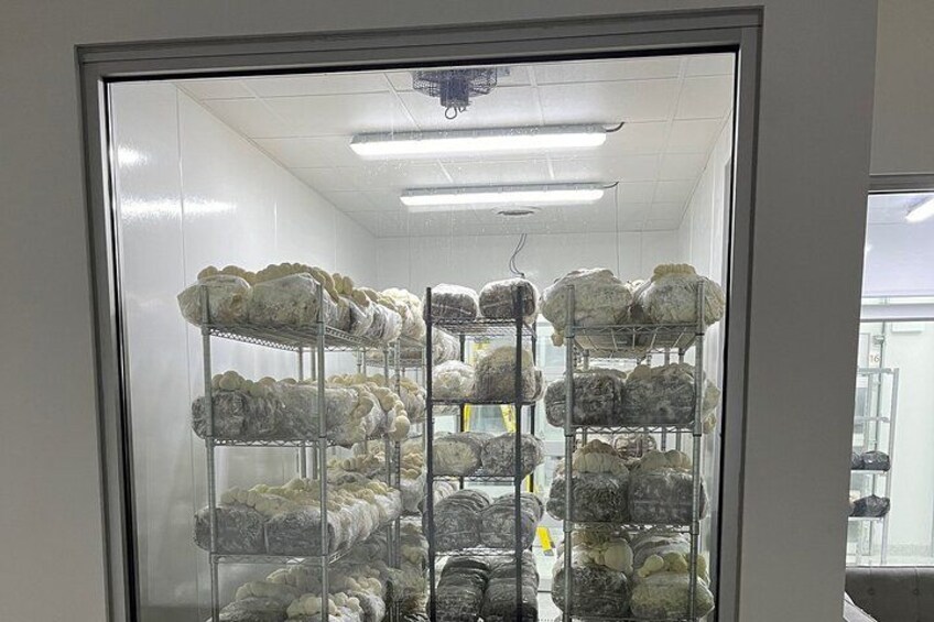 17 MODERN GROW ROOMS - CREATE CHICAGO'S MUSHROOMS 4