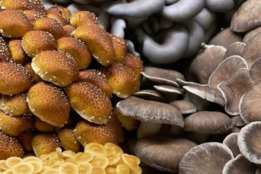 RARE SPECIALTY MUSHROOMS LIKE THESE VARIETIES ARE GROWN DAILY 2