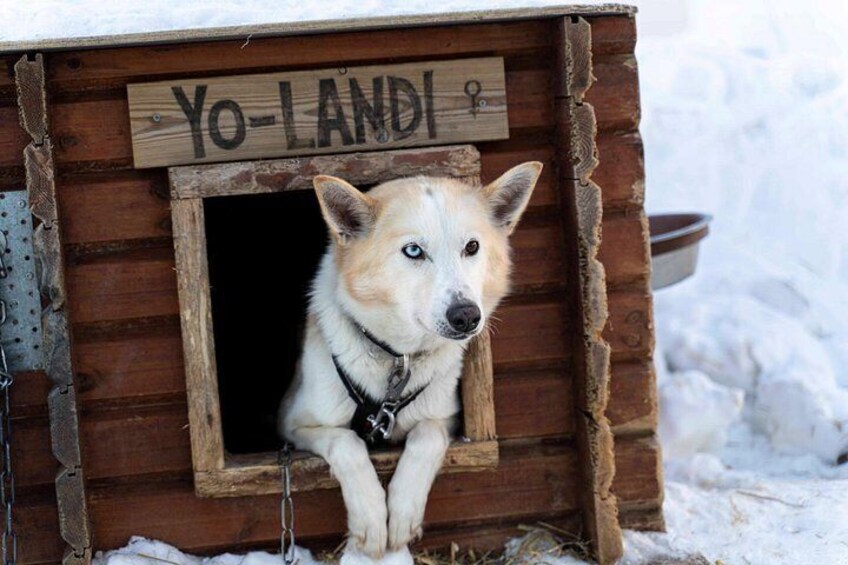 Un chien se trouve à l’intérieur d’une structure en bois sur laquelle est apposée une pancarte portant l’inscription « Yo-Landi ». 2
