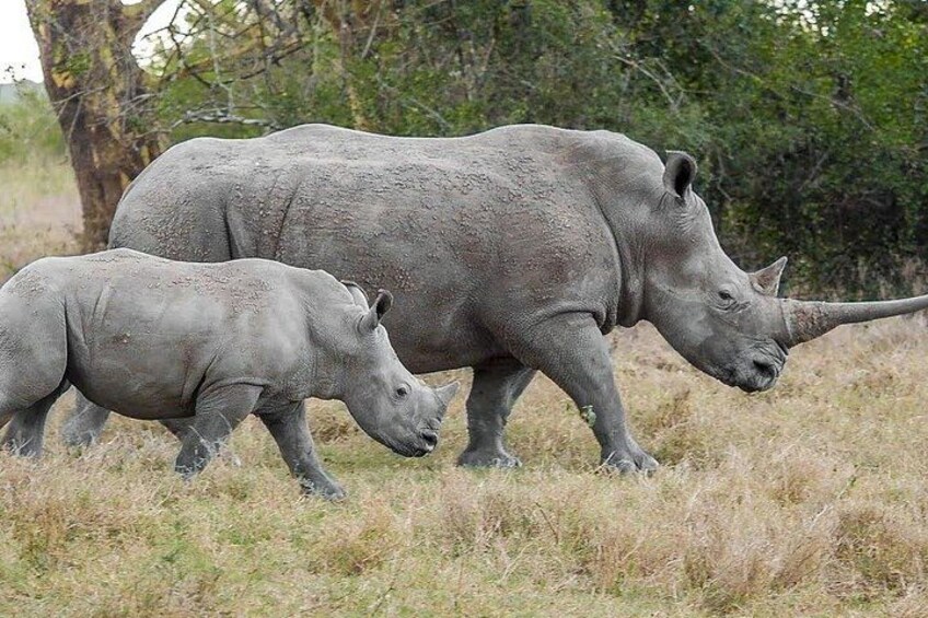 Solio Ranch Rhino Watch Safari Day Trip From Nairobi 2