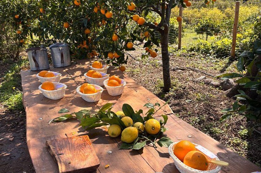 Soller Valley Walk with Orange Farm Visit 4