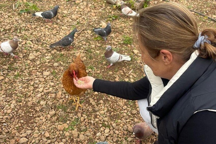 A person feeding a chicken amidst pigeons on a gravel surface. 5