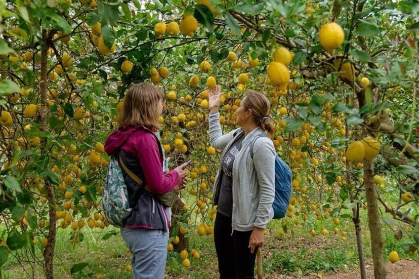 Soller Valley Walk with Orange Farm Visit 5