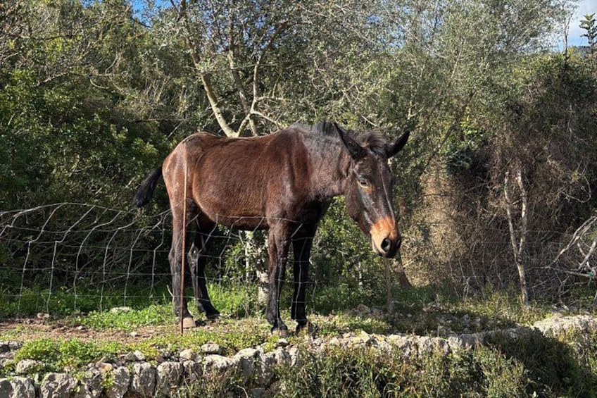 Soller Valley Walk with Orange Farm Visit 4