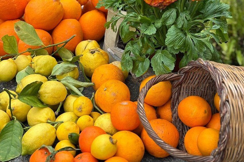 A variety of citrus fruits including oranges and lemons, some in a basket and others scattered on the ground. 4
